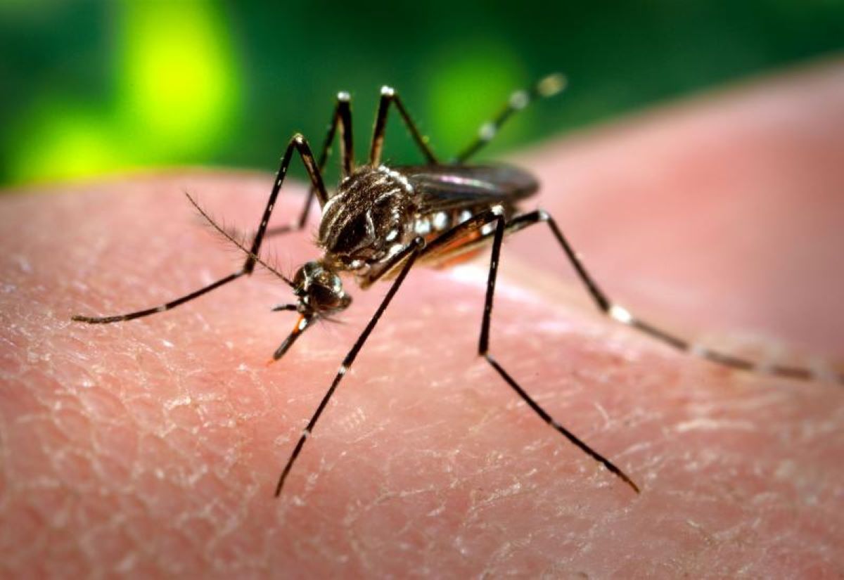 Aumentaron las muertes por dengue en el país y evalúan la incorporación de una vacuna. Foto: archivo