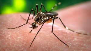 Detectan el primer caso de dengue autóctono en San Luis
