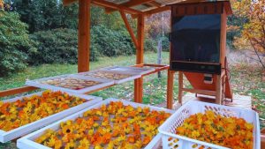 Desarrollan deshidratadores híbridos en la Comarca Andina