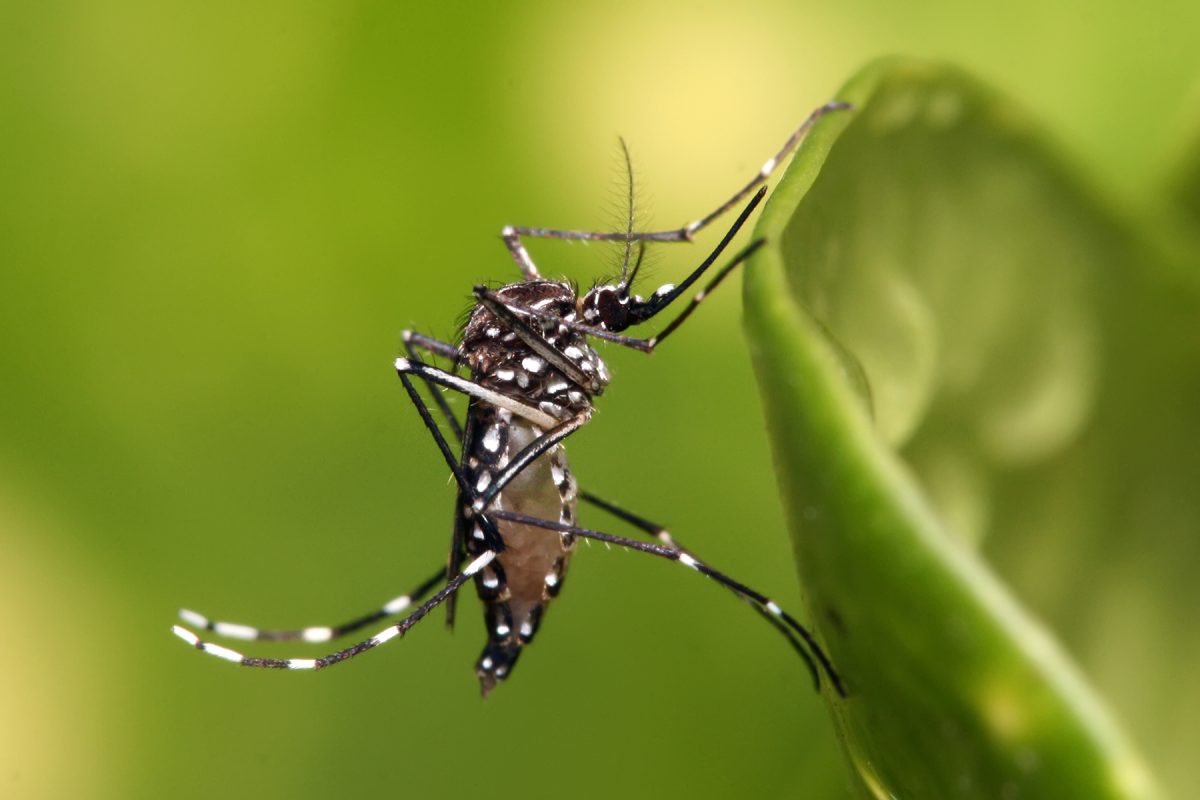 El mosquito Aedes Aegypti ya existe en algunas zonas de Neuquén y Río Negro. Tiene rayas negras y blancas. 