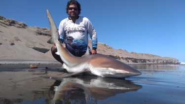 Ya se venía haciendo una iniciativa de ciencia ciudadana por la cual los tiburones solo se marcaban y no se capturaban