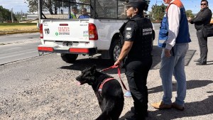 Con operativos en conjunto, provincia y municipio salen a «cazar» pirotecnia en Neuquén
