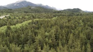 Los árboles nativos protegen los bosques de la invasión de plantas exóticas