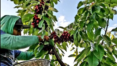 Mano de obra. Una de las limitantes de la producción de cereza. 