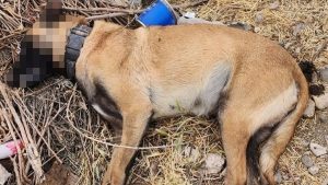 Crueldad animal: envenenaron a tres perros en un barrio de Roca