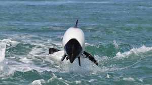 Los increíbles delfines patagónicos: «Es emocionante cuando se acercan al gomón»