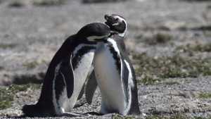 Caminar entre los pingüinos patagónicos en Punta Tombo, una maravilla para hacer una vez en la vida
