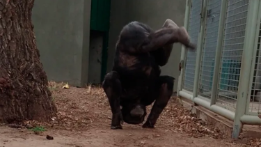 Un grupo de especialistas deberá analizar la forma de traslado. (foto: archivo)