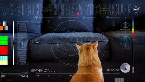 La NASA envió un video protagonizado por un gato llamado Taters desde el espacio profundo