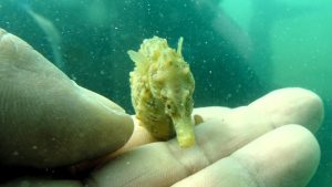 Investigan los secretos del caballito de mar patagónico con nueva técnica 