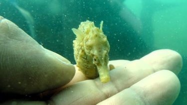 Se llama caballito de mar patagónico, pero está también en aguas cercanas a Río de Janeiro, Brasil