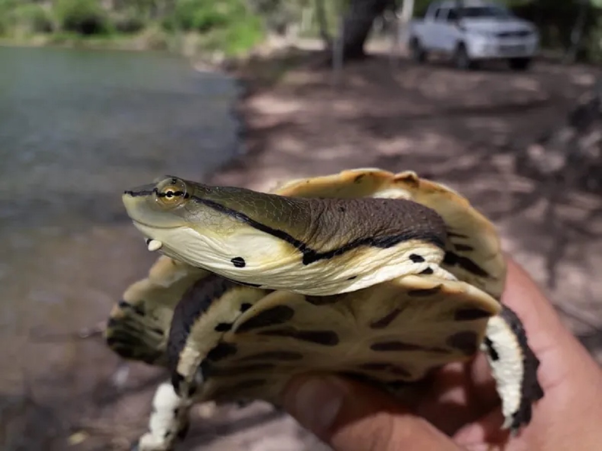 Video: Sorpresa por la aparición de una tortuga carnívora en el arroyo Durán de Neuquén
