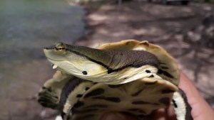 Video: sorpresa por la aparición de una tortuga carnívora en el arroyo Durán de Neuquén