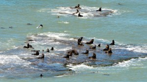 A pesar de la gripe aviar, La Lobería parece irresistible para algunos bañistas