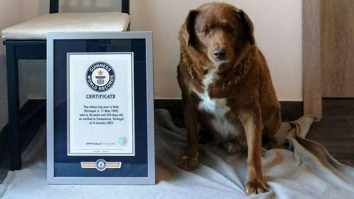 Indignante: le sacaron el Récord Guinness a Bobi, el perro más viejo del mundo