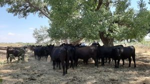 Ola de calor en Río Negro y Neuquén: cuidados de la hacienda para evitar el estrés calórico