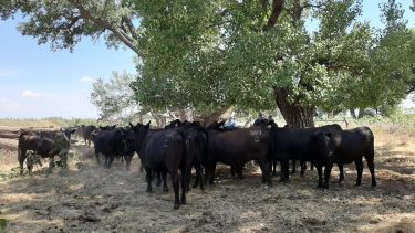 Ola de calor. Se recomienda capacitar al personal para monitorear el comportamiento y los signos de estrés de los animales.