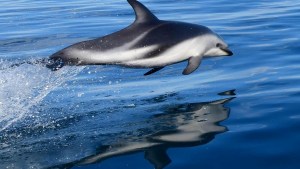 Inolvidable: se embarcó en Puerto Madryn para fotografiar delfines y mirá lo que pasó…