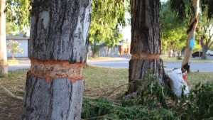 Intentaron talar árboles históricos en Catriel: «Masacre Ambiental», denunció el municipio