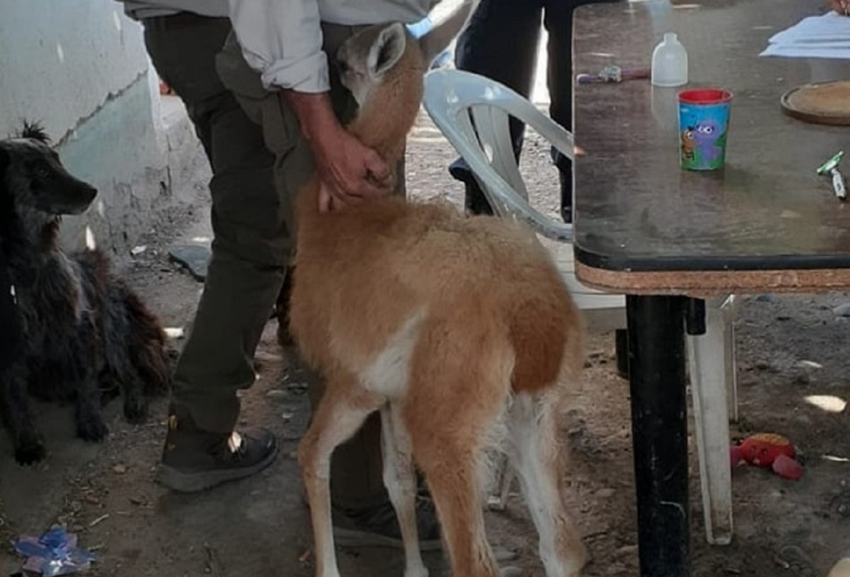 Uno de los animales es un guanaco de dos meses de vida que se encontraba desnutrido. Foto: Gentileza.