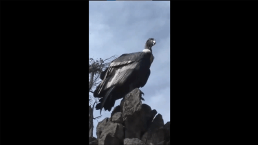 Video | Salió a andar en bicicleta por Aluminé y se topó con un cóndor: "A cinco metros"