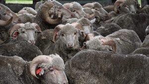 Fasciolosis en ovinos de la Patagonia: recomendaciones para controlarla