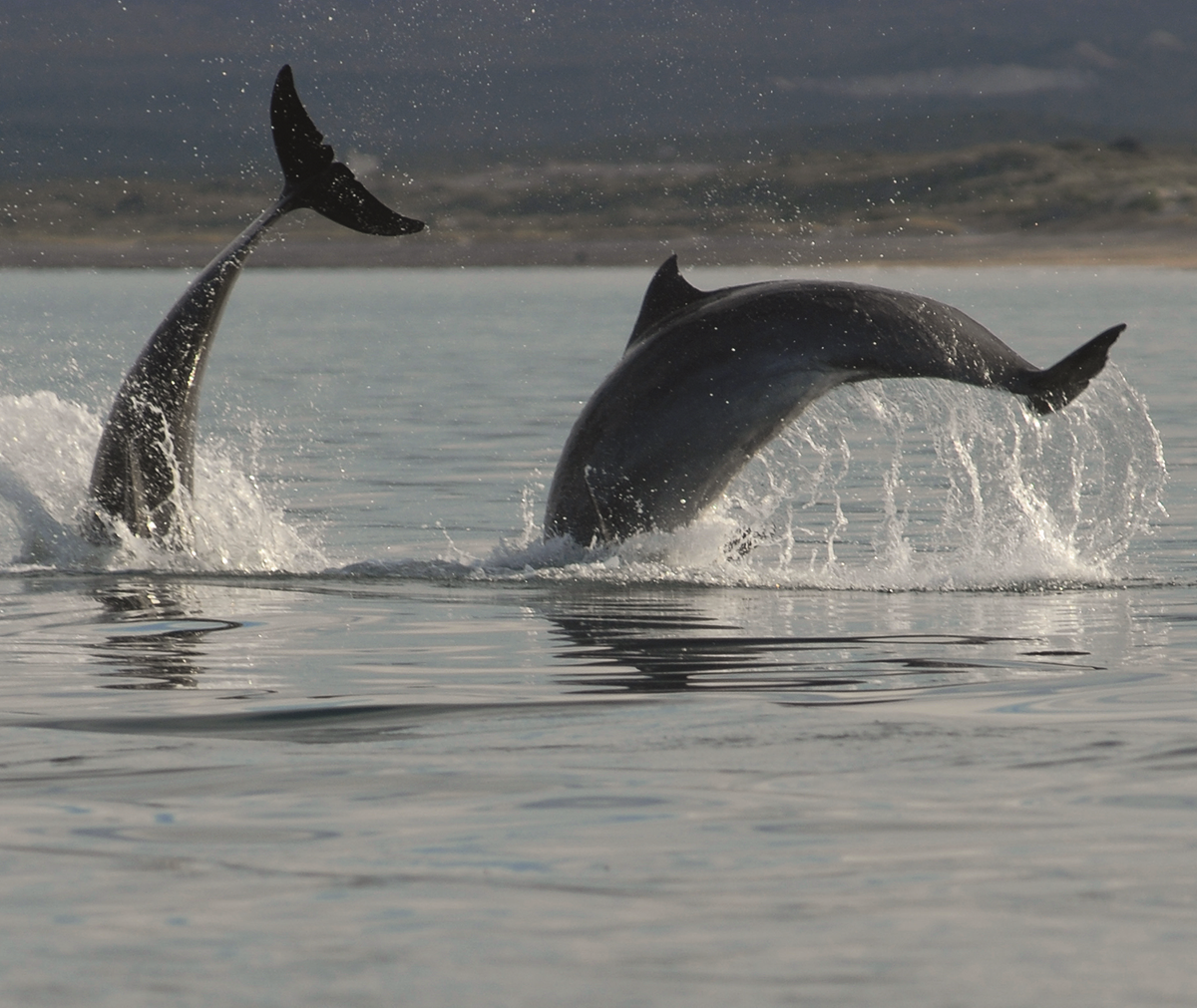 La tonina es una especie de delfín. Pueden medir más de 2,5 metros y pesar 350 kilogramos Crédito F. Azara