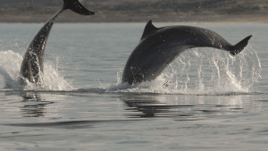 Cómo se distinguen los 3 delfines que viven en costas de Río Negro