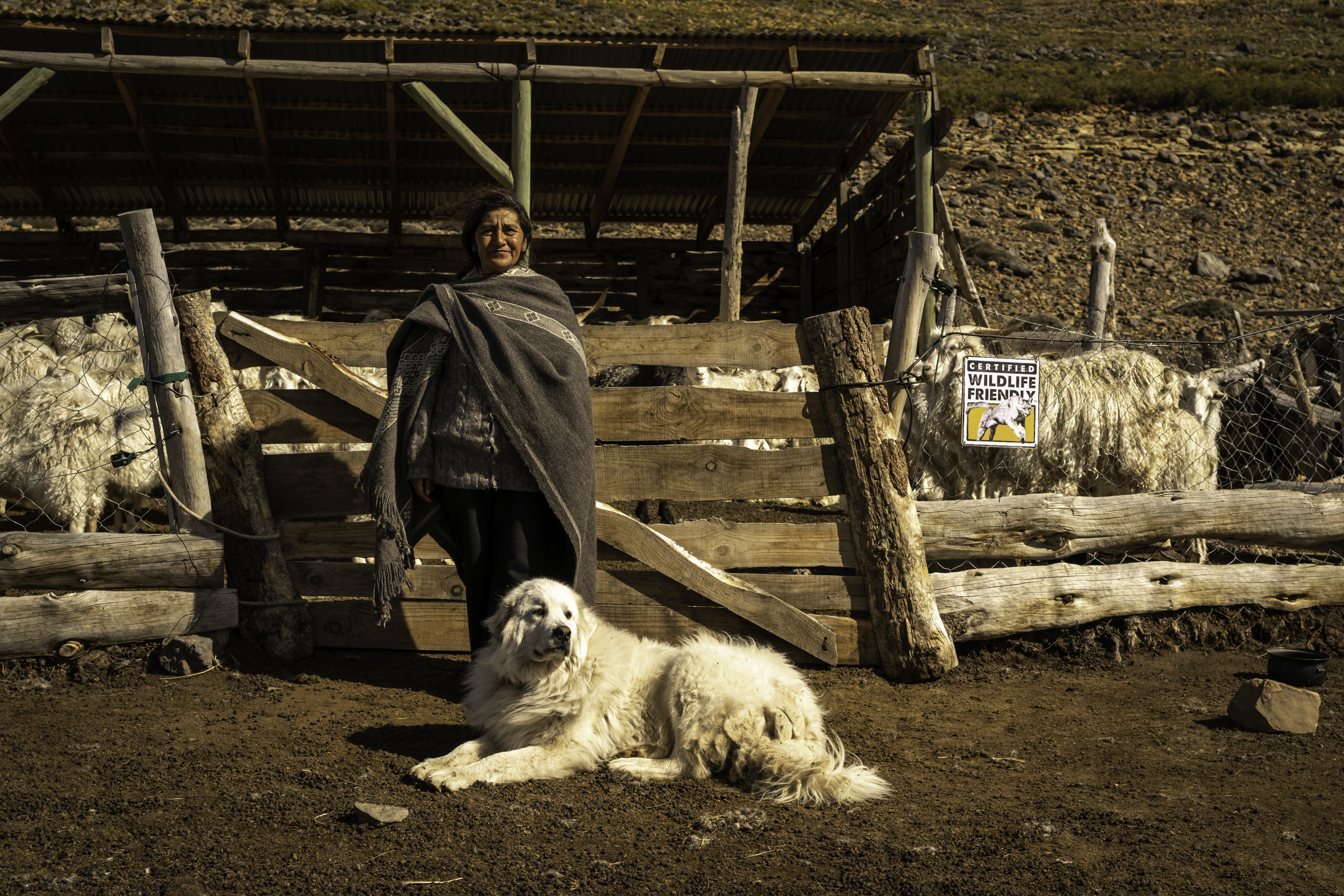 Isabel es productora de ovejas y cabras en Neuquén y cuenta con la ayuda de su perra protectora Pirén/ Crédito: Gregorio Ibañez
