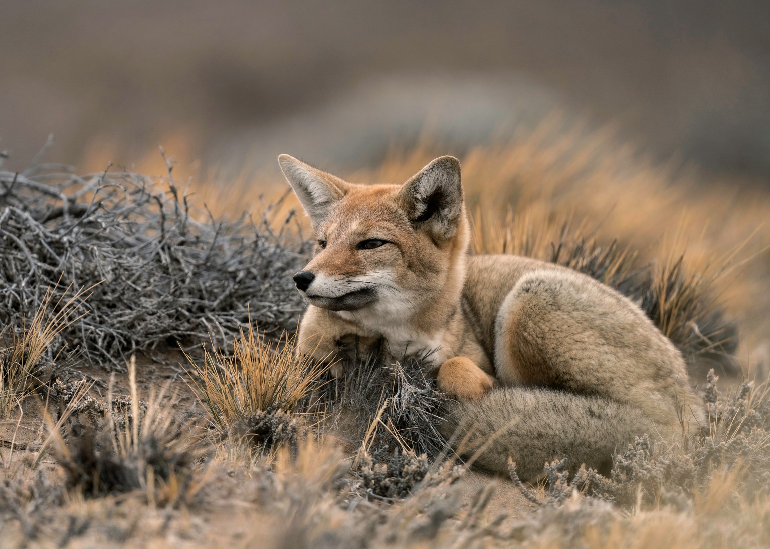 Al cuidar la fauna nativa, productores venden con mejores precios a nivel internacional