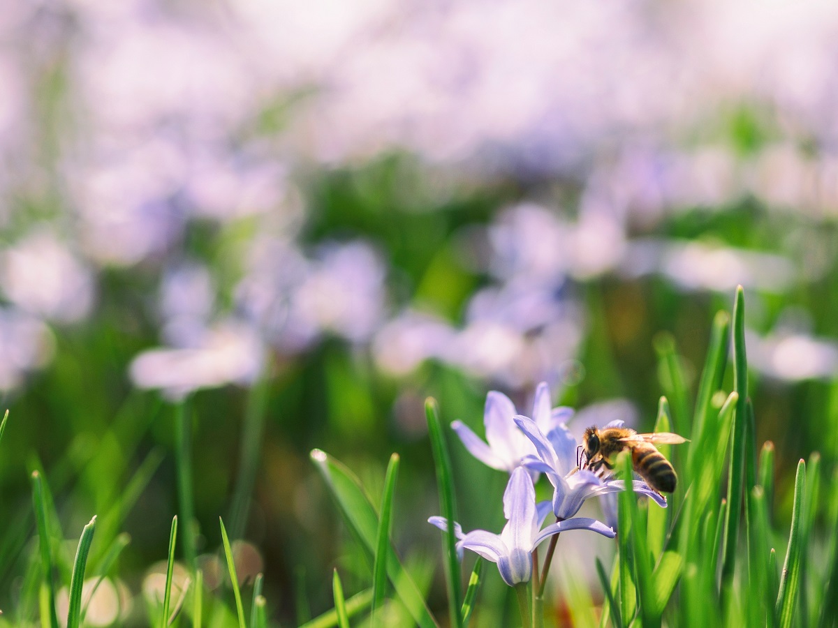 La nueva startup Eiru ayudará a predecir dónde van a estar las abejas y cuánto se producirá en los cultivos/ Crédito: Aaron Burden/Unplash