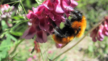 Si se planta una diversidad de especies, se atrae más a las aves y a los insectos benéficos para la naturaleza 