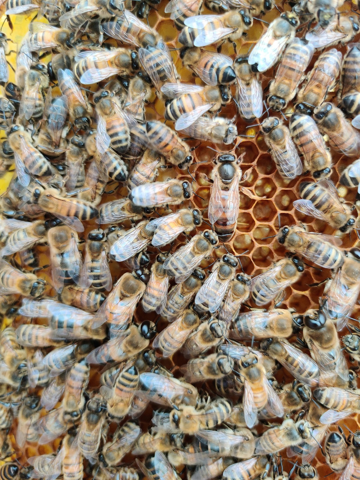 Las abejas se dispersaron y picaron a varios transeúntes. 