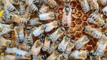 Las abejas se dispersaron y picaron a varios transeúntes. 