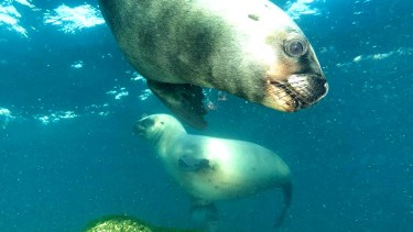 Video | El increíble encuentro con lobos marinos y medusas de un buzo en Puerto Madryn