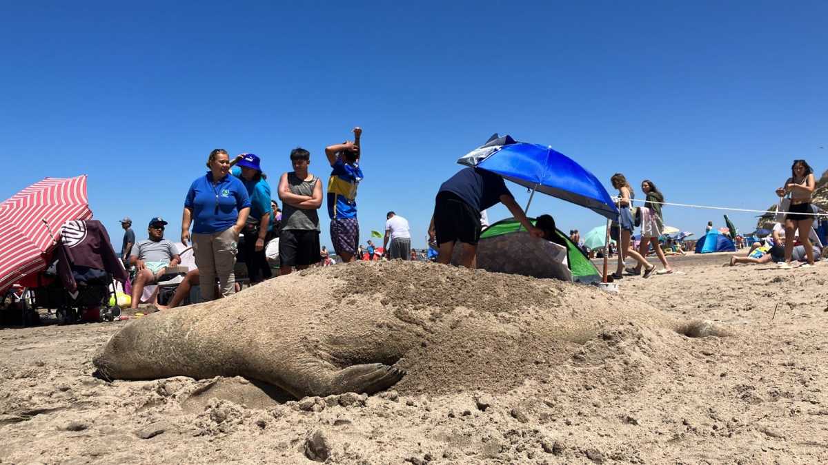 La elefanta marina que ayer se robó todas las miradas en Las Grutas