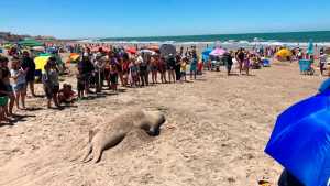 Video | Así volvió la elefanta marina al mar, en la tercera bajada de Las Grutas