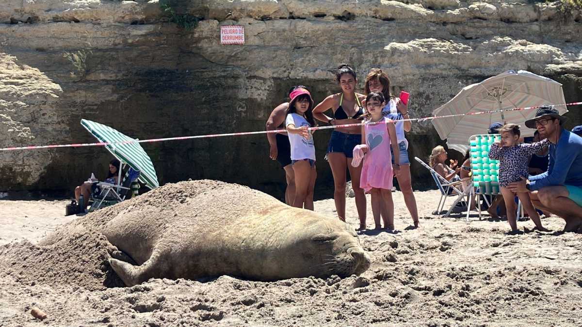 Una enorme elefanta marina de 250 kilos apareció en Las Grutas