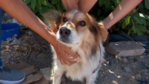 Rescataron a seis perros que eran maltratados y ahora les buscan hogar, en Roca