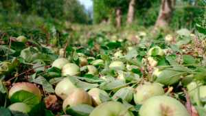 CAFI desmintió suspensión de trabajadores en los galpones de fruta del Alto Valle