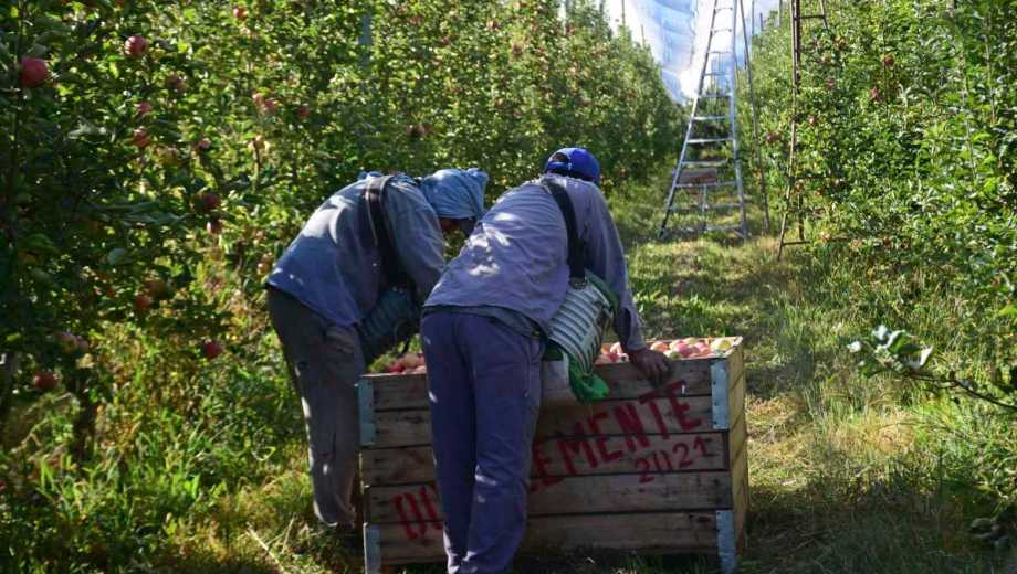 Los costos de producción frutícola dependen en buena medida del rendimiento en kilos por hectárea. 