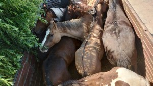 Un hombre de 60 años es el primer fallecido en Córdoba por Encefalitis equina