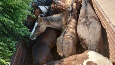 Un hombre de 60 años es el primer fallecido en Córdoba por Encefalitis equina