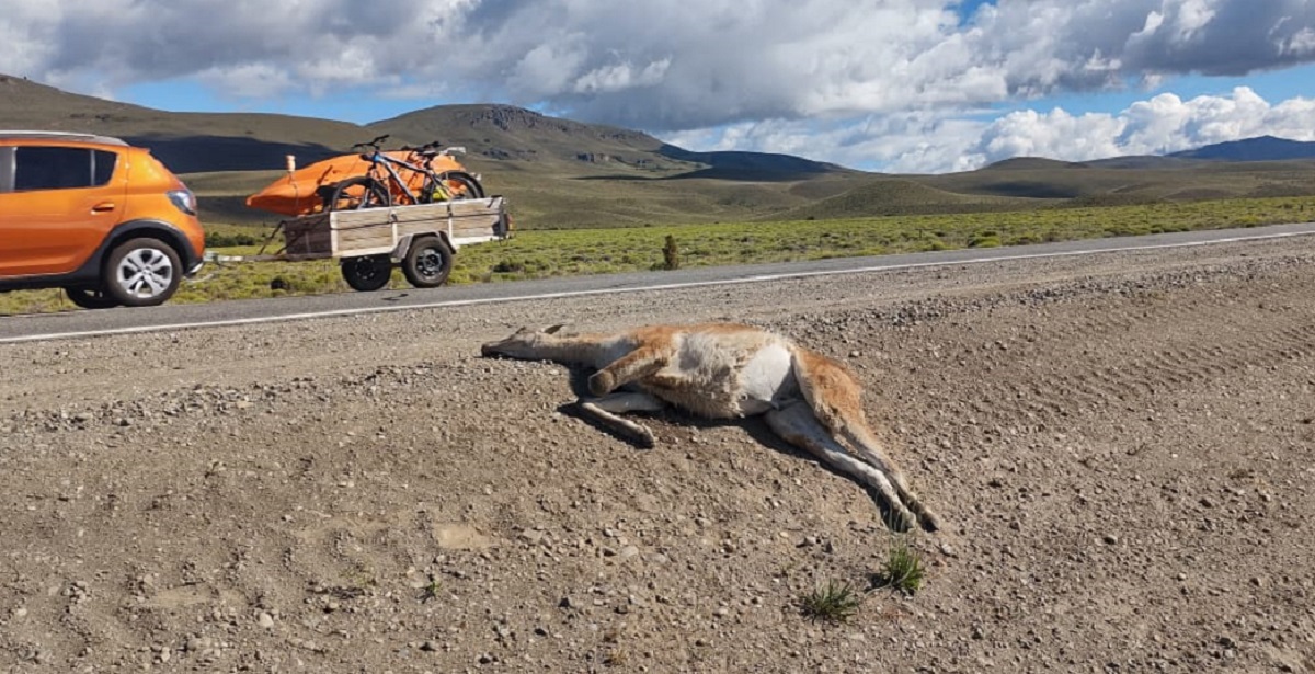 Preocupan los reiterados atropellamientos de guanacos en la Ruta 237. Foto: Gentileza Parques Nacionales. 