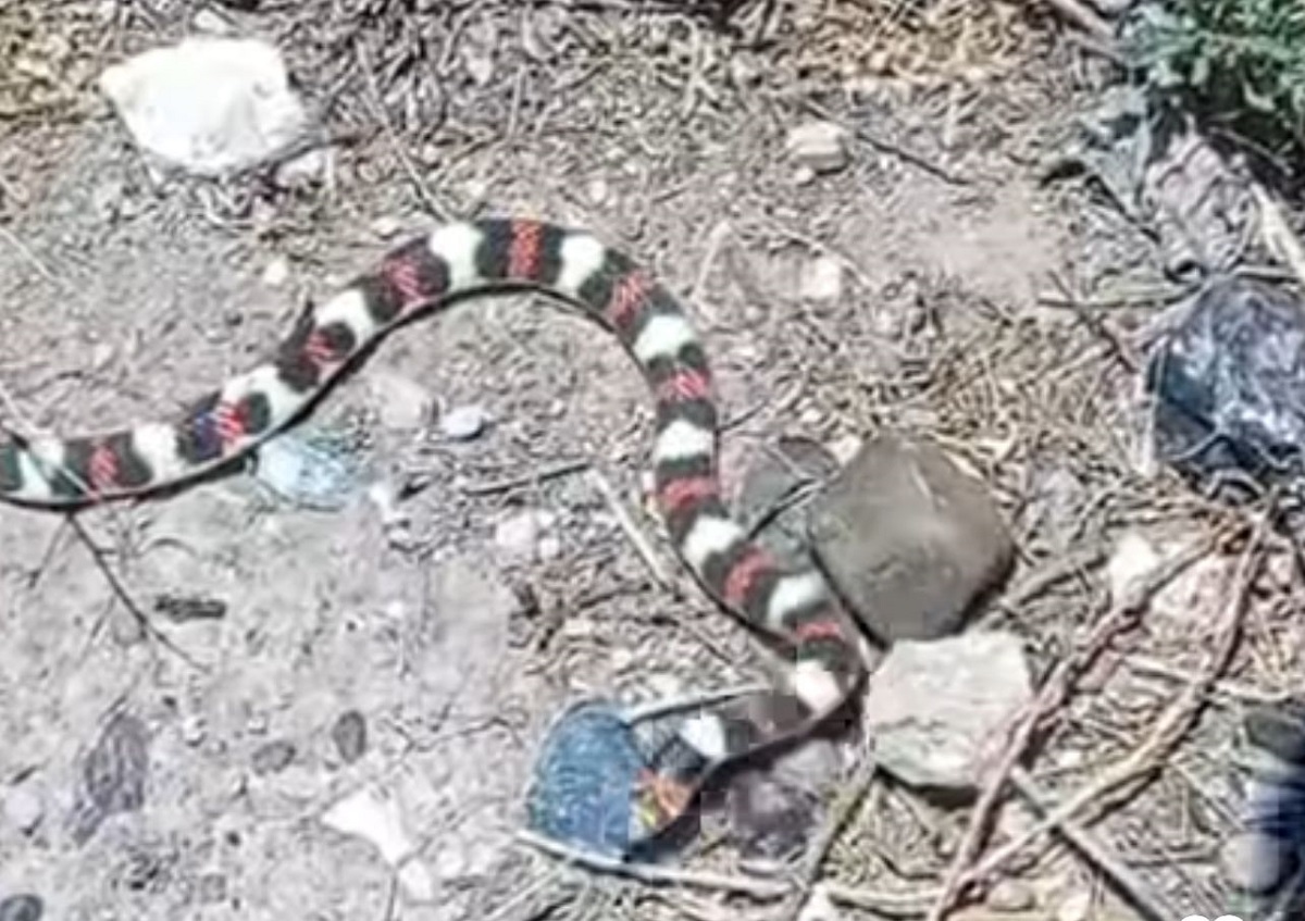 Encontraron una llamativa serpiente en Neuquén. Foto: Gentileza.