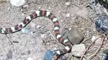Encontraron una llamativa serpiente en Neuquén. Foto: Gentileza.
