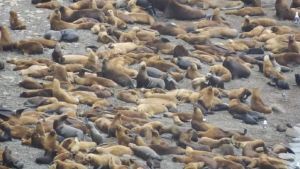 Lo que publicamos: El Centro de Interpretación Faunística de La Lobería