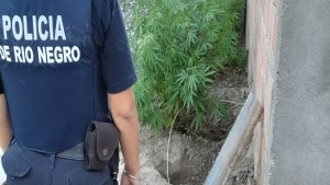 Allanamiento en Las Grutas: la policía recuperó elementos robados e incautó plantas de marihuana