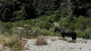 Una comunidad mapuche y el Ejército denunciaron una ocupación junto a un lago en Bariloche