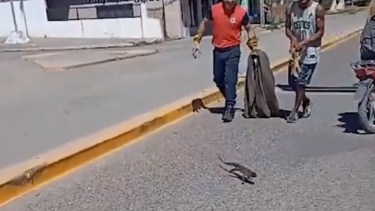 VIDEO | Apareció un lagarto en Choele Choel y los bomberos, tras una persecución, lograron atraparlo